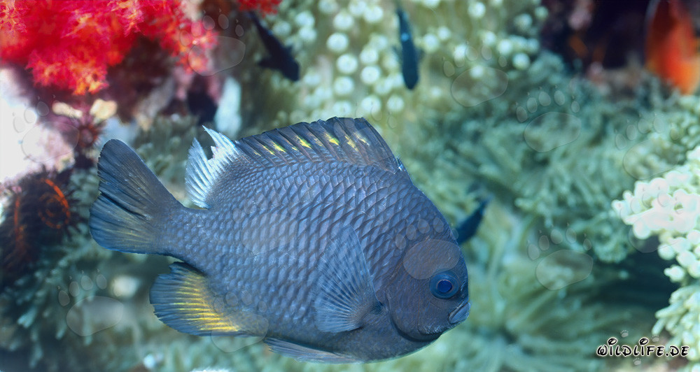 Poisson-Prussien à trois points dans le lagon de Beqa, Vitu Levu, Fidji