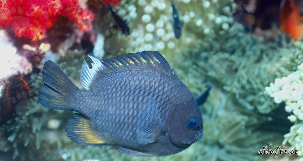 Three-Spot Dascyllus in Beqa Lagoon, Vitu Levu, Fiji