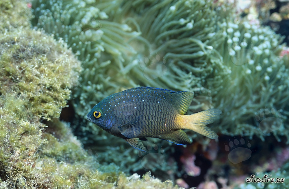 Fascinante pez damisela joya en el lago Beqa, Fiji