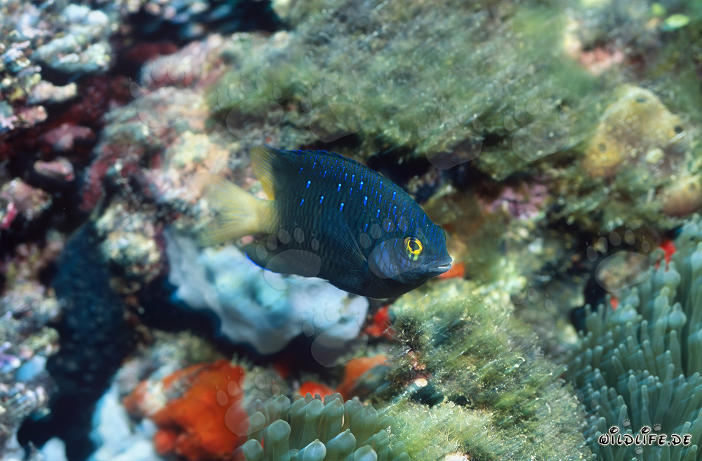 Fascinating Jewel Damselfish in Beqa Lagoon on Vitu Levu, Fiji