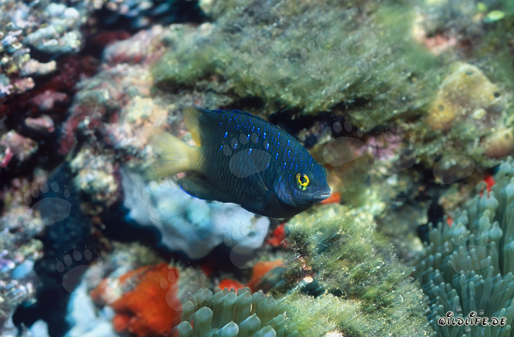 Fascinant poisson demoiselle bijou dans le lagon de Beqa à Vitu Levu, Fidji