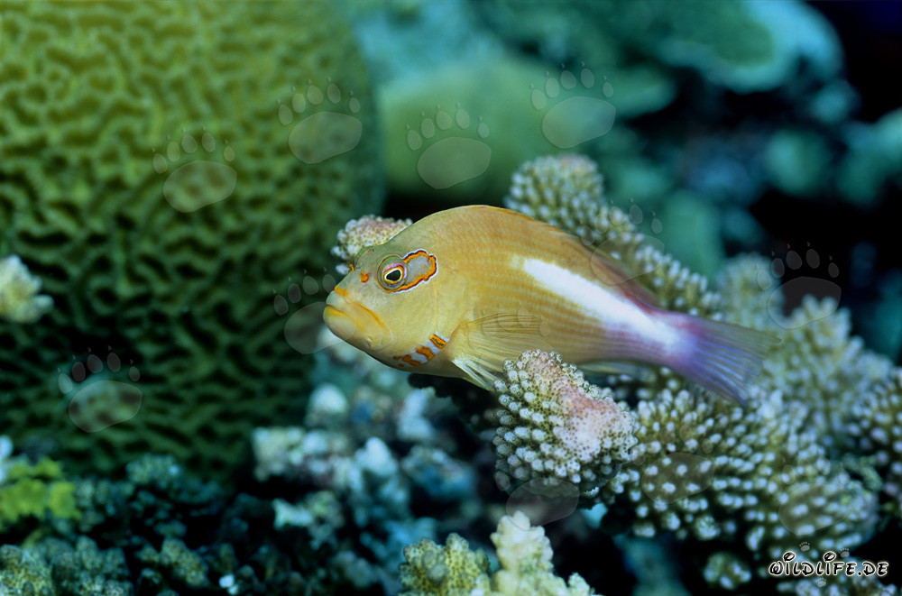 Fascinating Arc-eye Hawkfish in Beqa Lagoon, Fiji