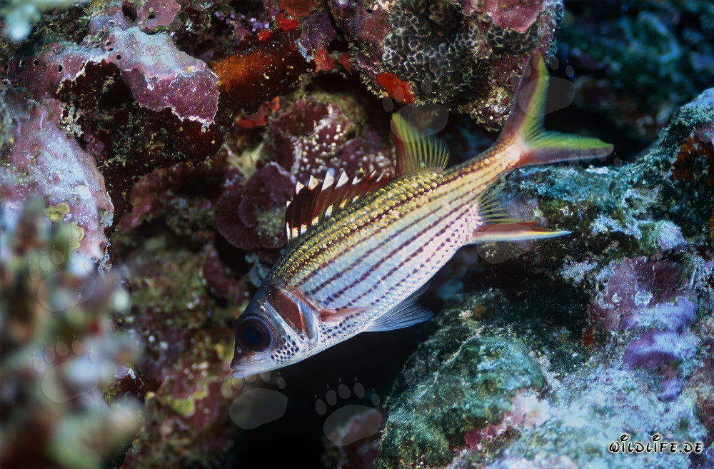 Affascinante pesce soldato macchiato di sangue nelle acque cristalline di Beqa Lagoon, Figi