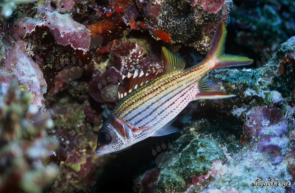 Fascinante pez soldado moteado de sangre en las aguas claras de Beqa Lagoon, Fiji