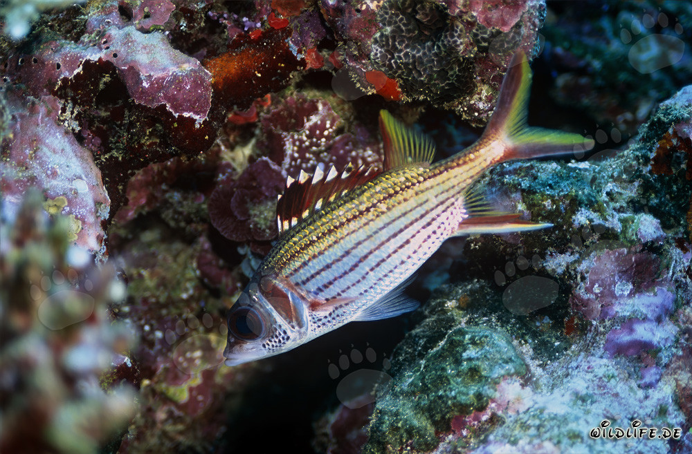 Fascinant poisson-soldat tacheté de sang dans les eaux claires de Beqa Lagoon, Fidji