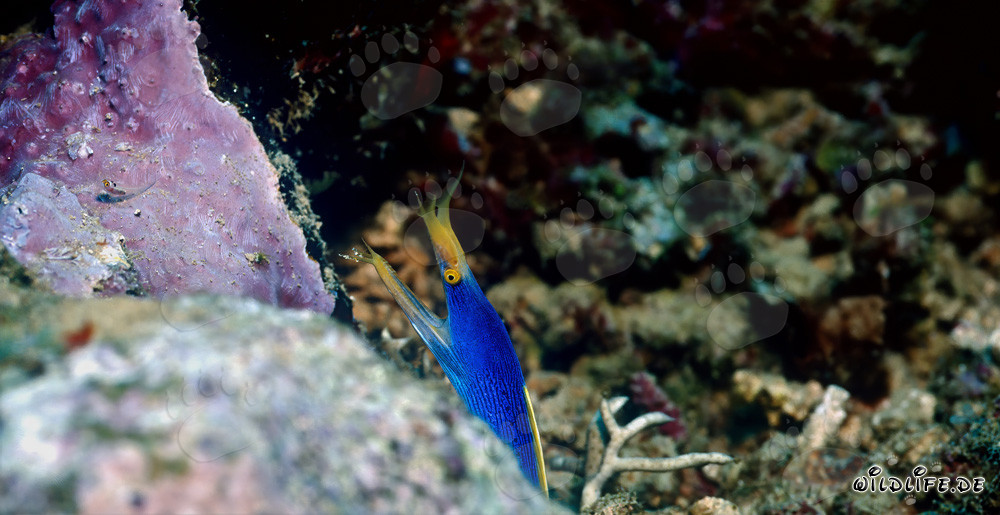 Faszinierende Geistermuraene in der Beqa Lagune auf Fidschi