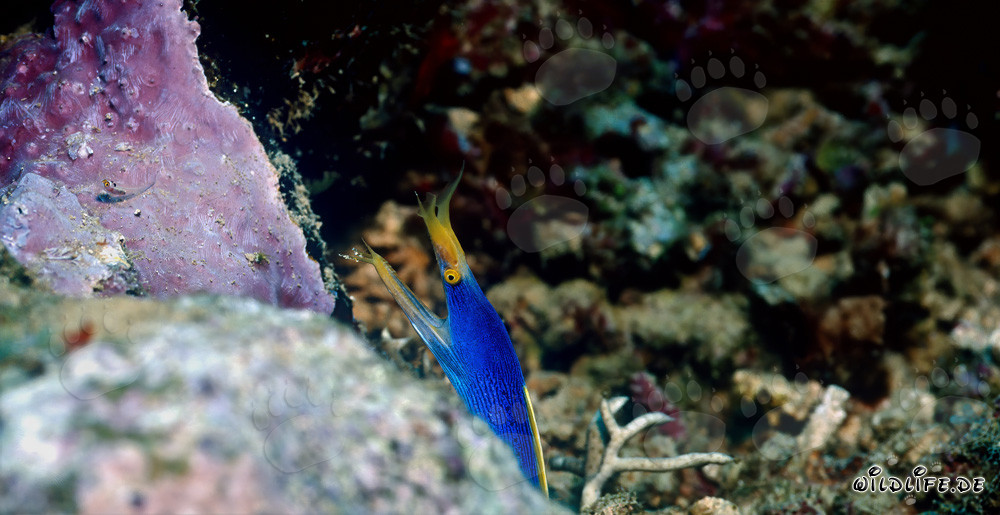 Fascinating Ghost Moray Eel in Beqa Lagoon, Fiji
