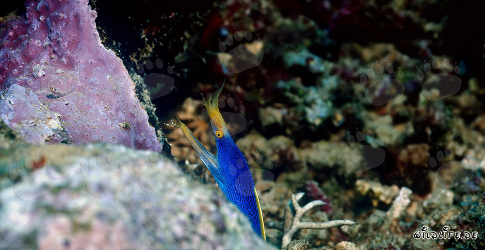 Fascinante morena fantasma en el lago Beqa en Fiji