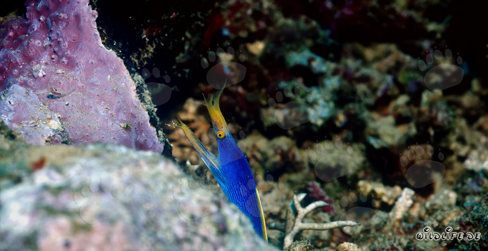 Affascinante murena fantasma nel laguna di Beqa alle Figi