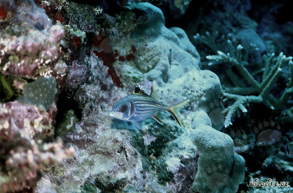 Husarenfisch