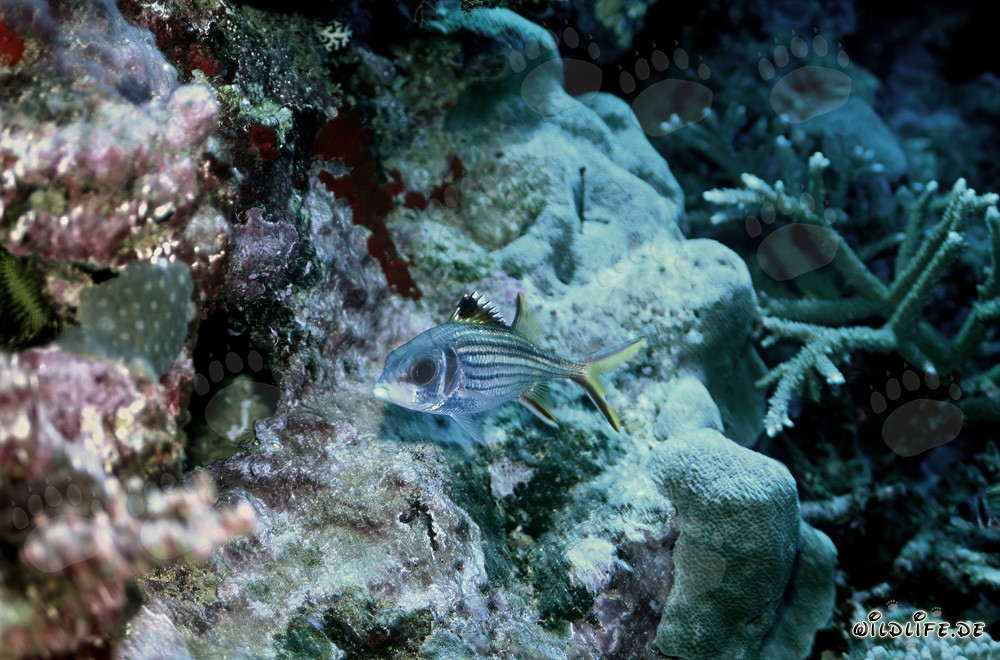 Affascinante pesce soldato macchiato di sangue nella laguna di Beqa, Vitu Levu, Figi