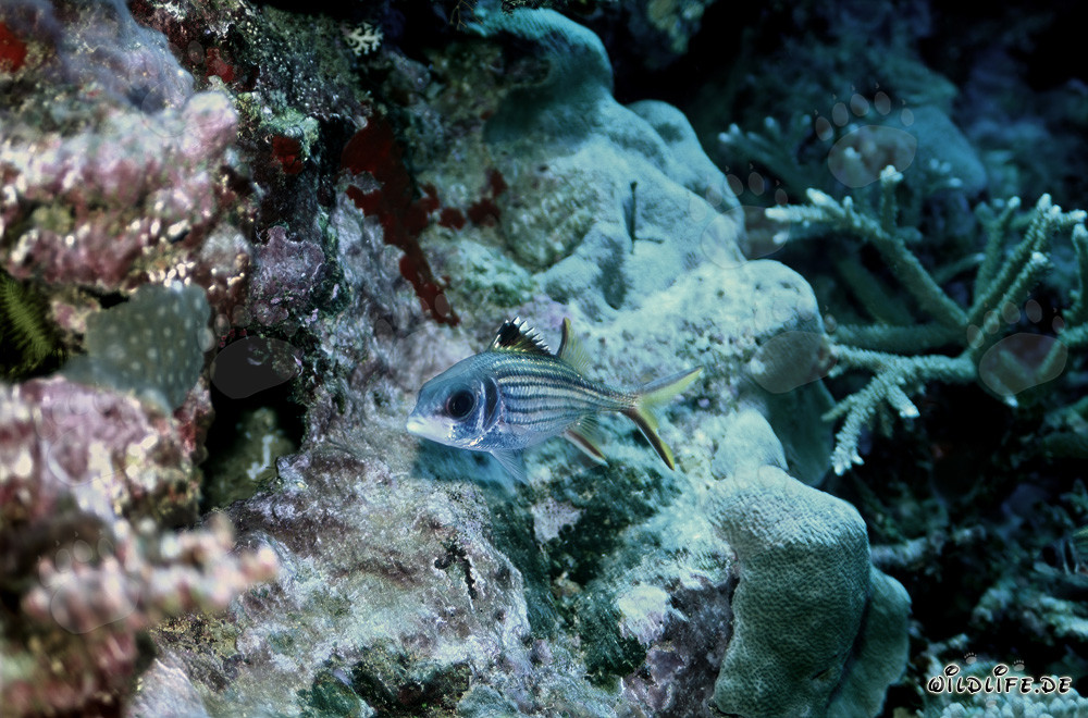 Fascinant poisson-soldat tacheté de sang dans la lagune de Beqa, Vitu Levu, Fidji