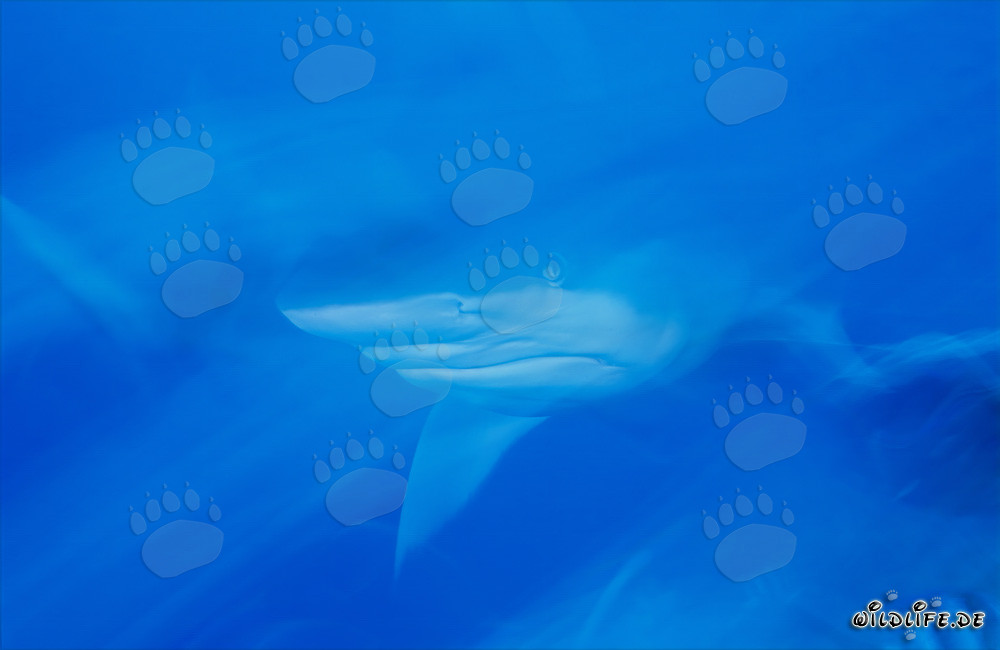 Fascinating Bull Shark in the Waters of Fiji