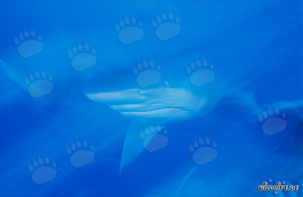 Requin-taureau fascinant dans les eaux de Fidji