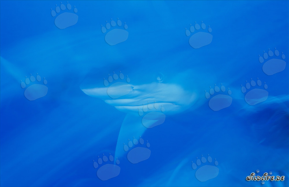 Affascinante squalo toro nelle acque di Fiji