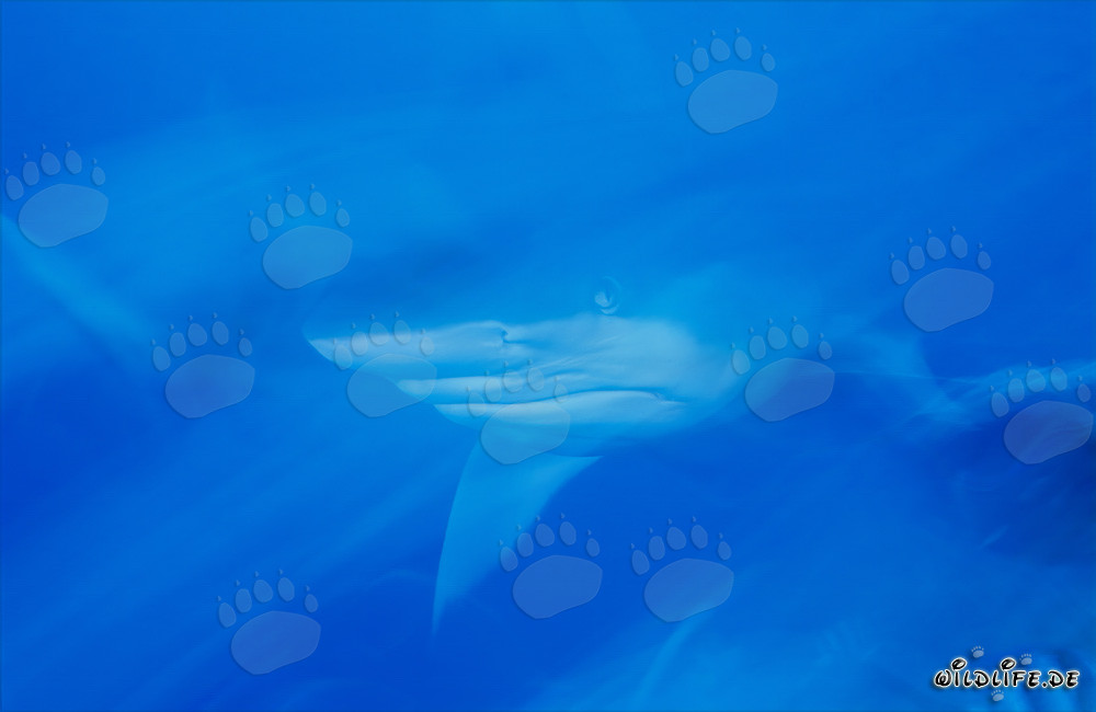 Fascinante tiburón toro en las aguas de Fiji