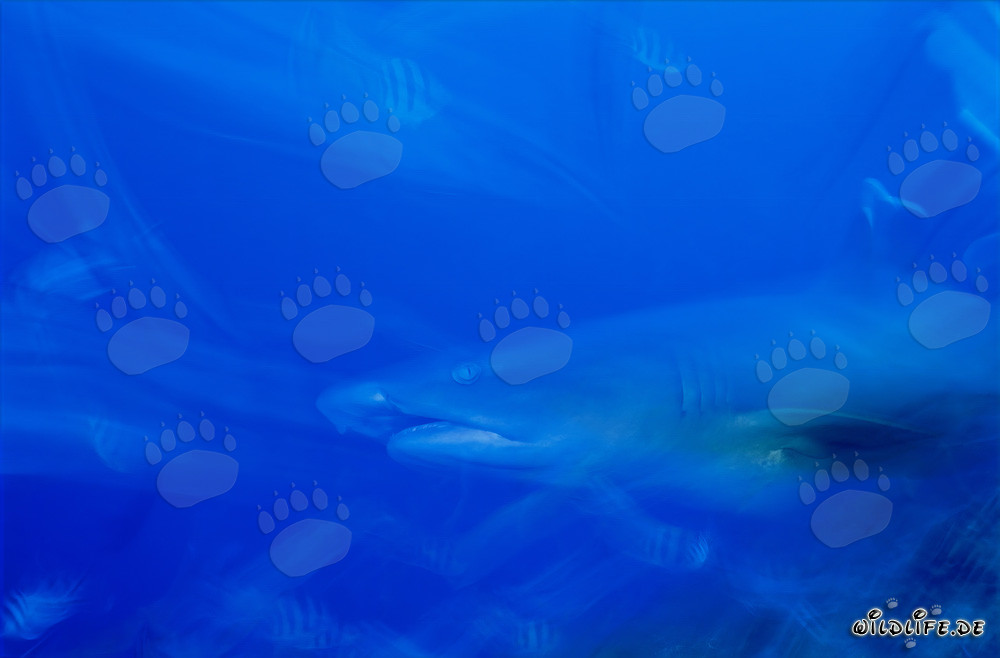 Requin à pointes blanches fascinant dans les eaux de Fidji