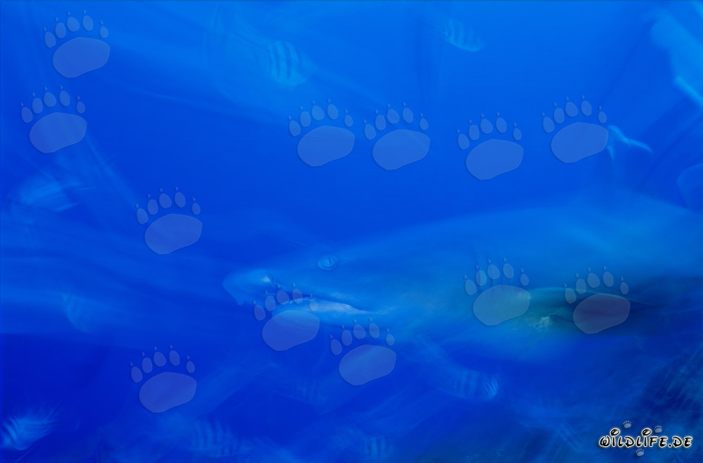 Fascinante tiburón punta blanca en las aguas de Fiji