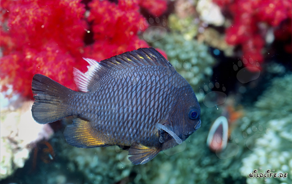 Pesce pappagallo a tre punti nelle cristalline acque della laguna di Beqa, Figi