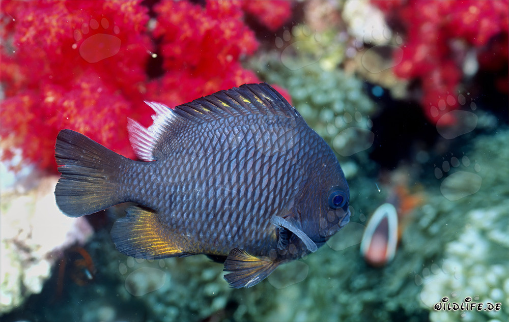 Threespot Dascyllus in the crystal clear waters of Beqa Lagoon, Fiji