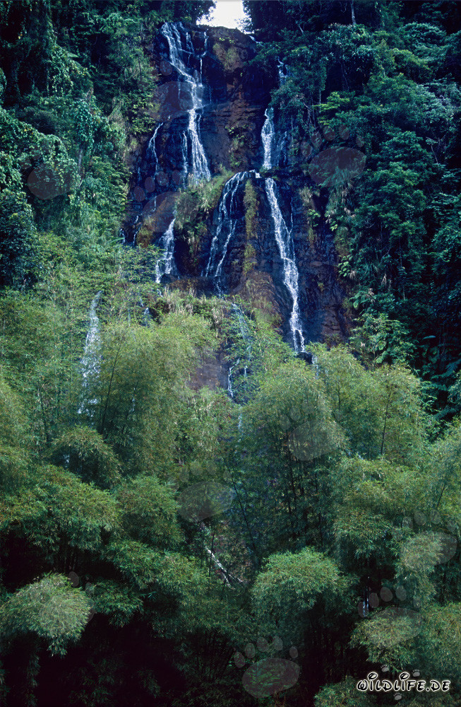 Cascada fascinante en la exuberante selva de Fiji