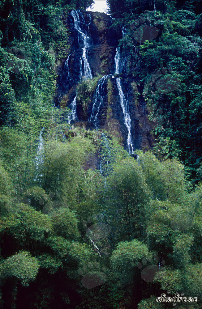 Fascinante cascata nella lussureggiante foresta pluviale di Fiji