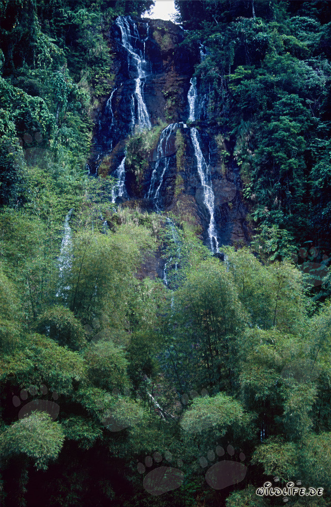 Chute d'eau fascinante dans la luxuriante forêt tropicale de Fidji