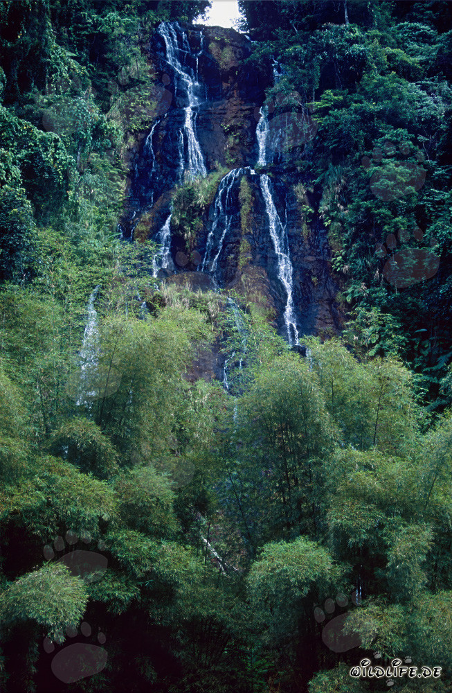 Faszinierender Wasserfall im üppigen Regenwald von Fiji