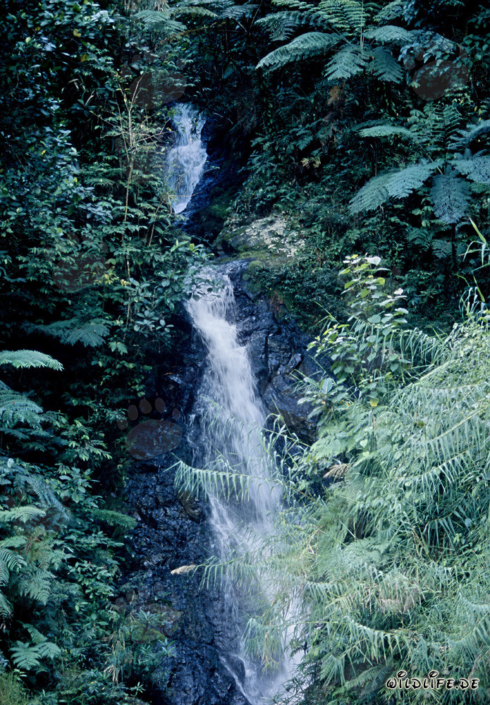 Cascada majestuosa en la exuberante selva de Fiji