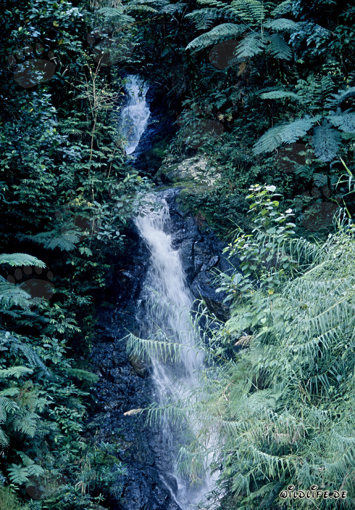 Maestoso cascata nella lussureggiante foresta pluviale di Fiji