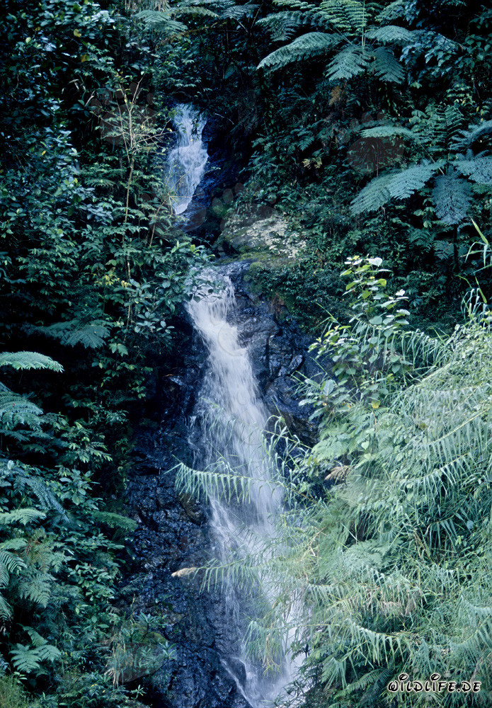Chute d'eau majestueuse dans la luxuriante forêt tropicale de Fidji