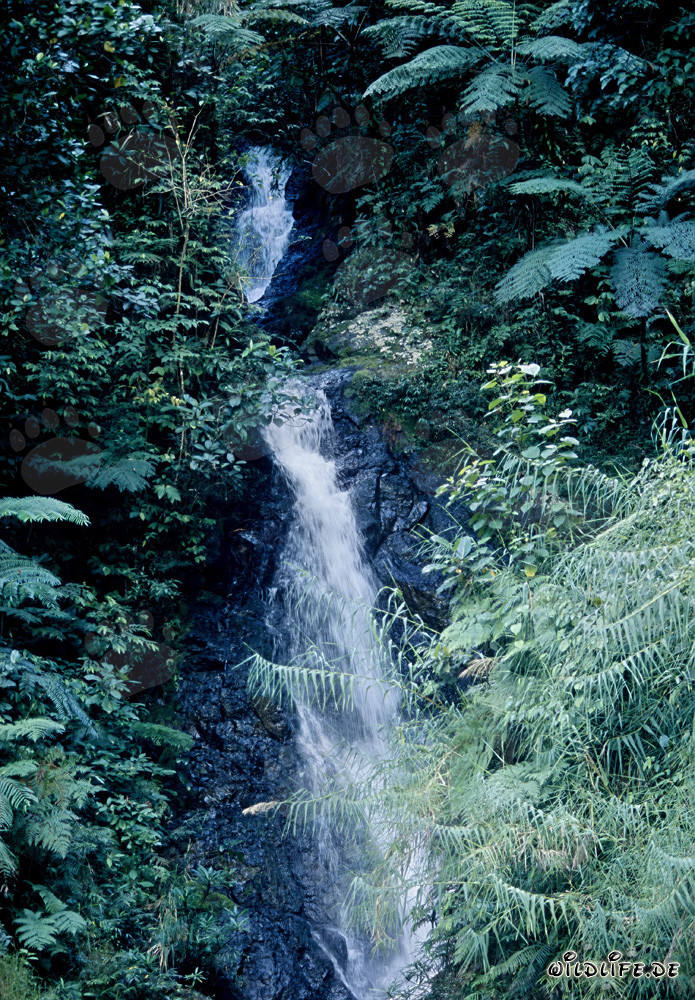 Majestic waterfall in the lush rainforest of Fiji