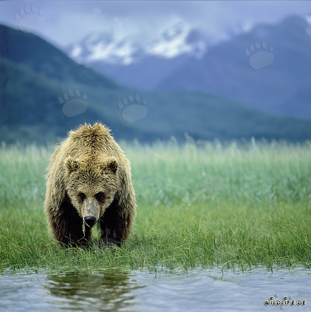 Braunbär in der Shelikof Strait