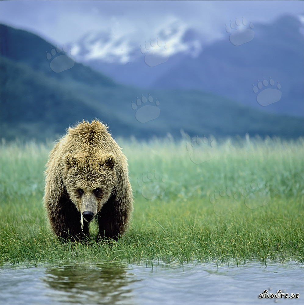 Orso bruno nello Stretto di Shelikof