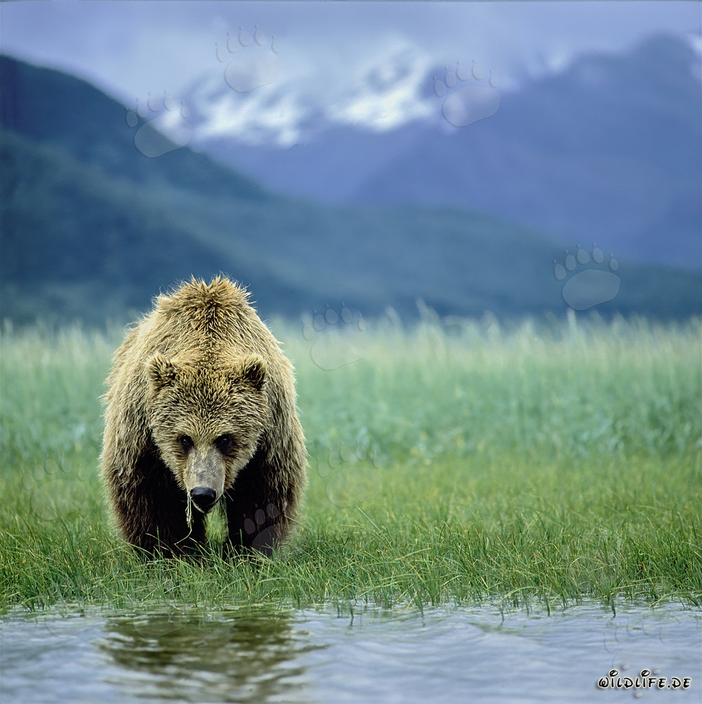 Oso pardo en el estrecho de Shelikof