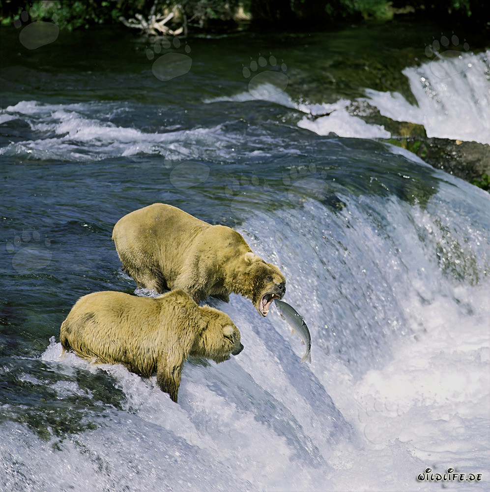 Braunbär beim Lachsfang am Brooks River Falls in Alaska