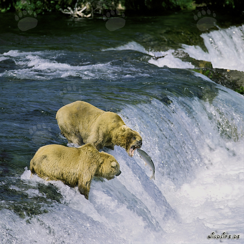 Brown Bear Catching Salmon at Brooks River Falls in Alaska