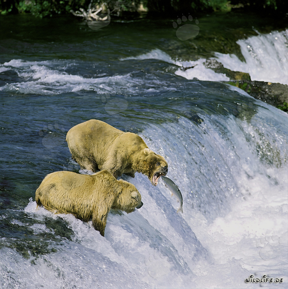 Oso pardo pescando salmones en las cataratas de Brooks River en Alaska