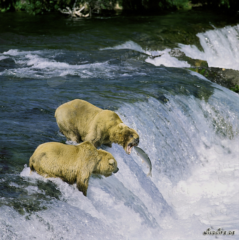 Ours brun pêchant le saumon aux chutes de Brooks River en Alaska