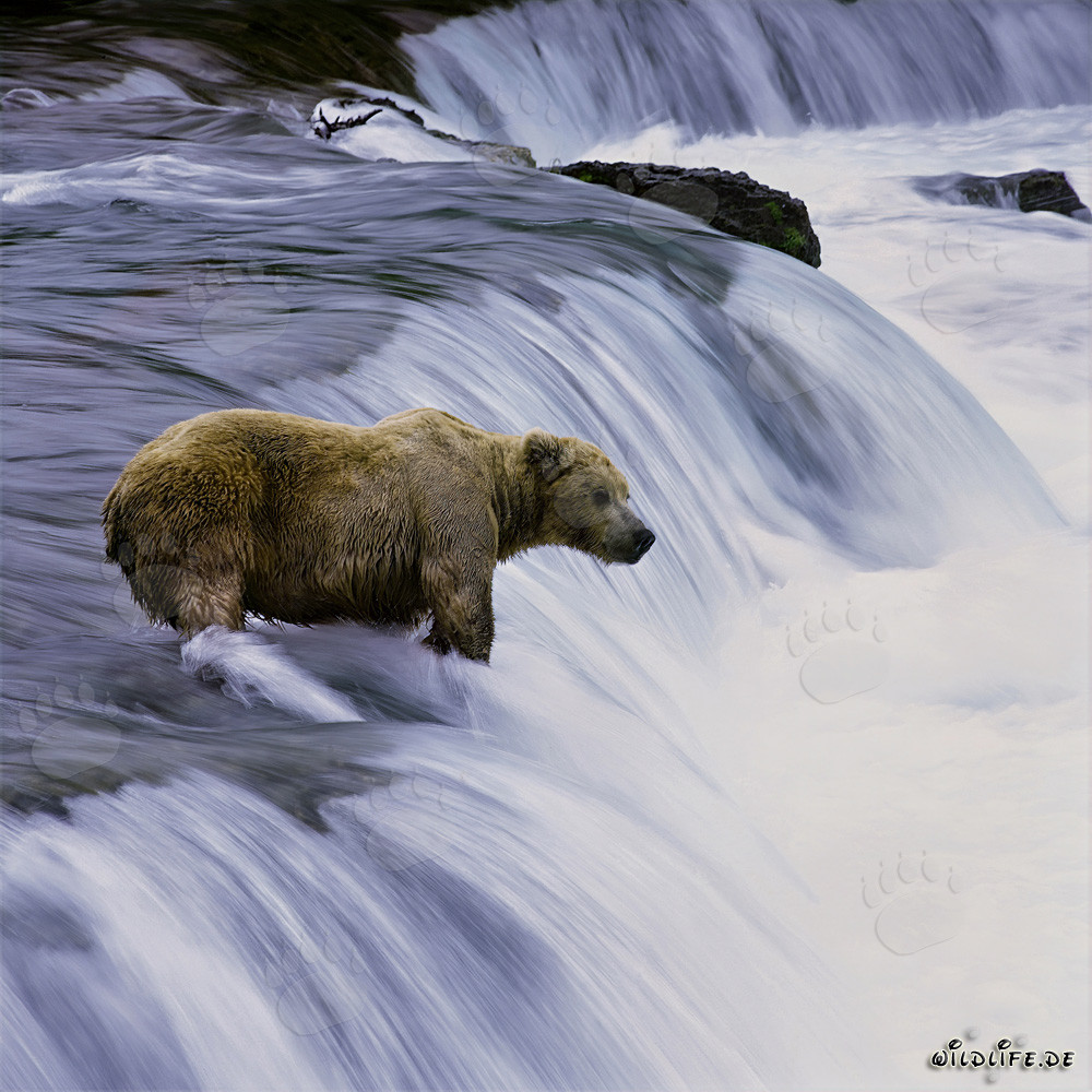 Braunbär fängt Lachs im reißenden Wasser am Brooks River Wasserfall