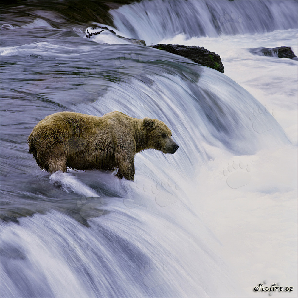 Brown bear catches salmon in the rushing water at Brooks River waterfall