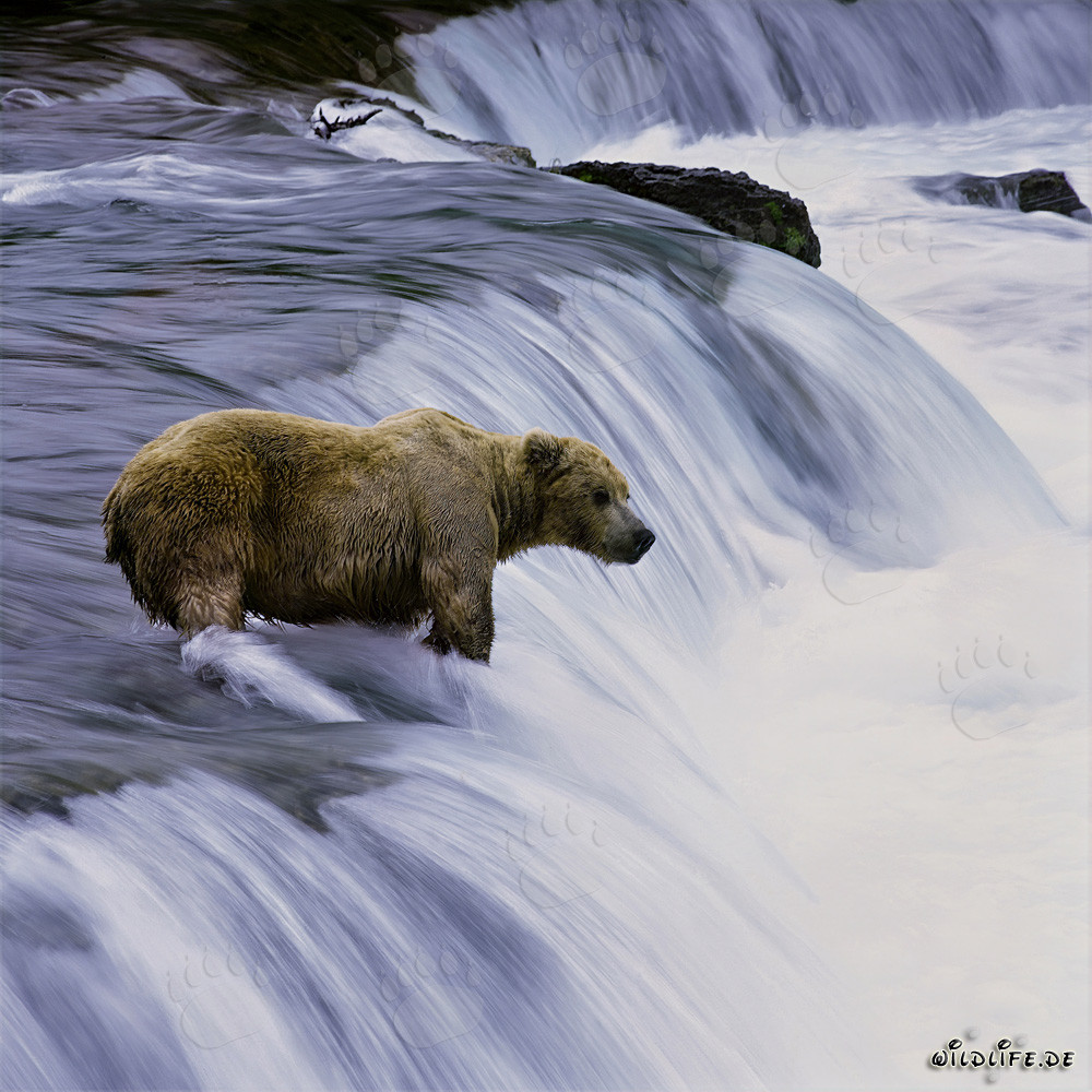 Orso bruno cattura salmoni nelle acque impetuose della cascata del fiume Brooks