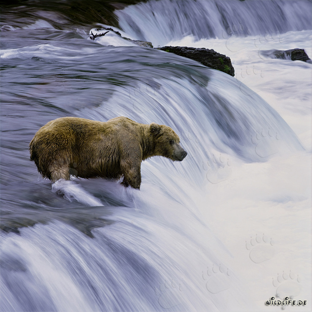 Oso pardo captura salmones en las aguas turbulentas de la cascada del río Brooks