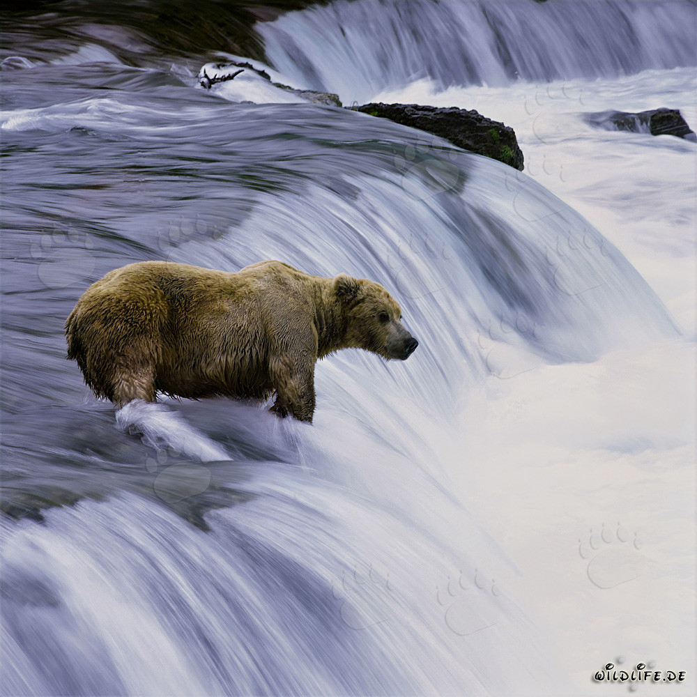 Ours brun attrape du saumon dans les rapides de la cascade de la rivière Brooks