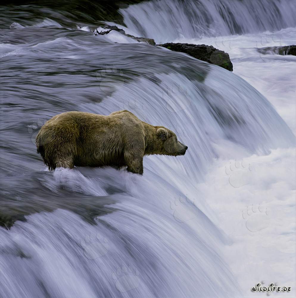 Patient brown bear observing leaping salmon at the waterfall