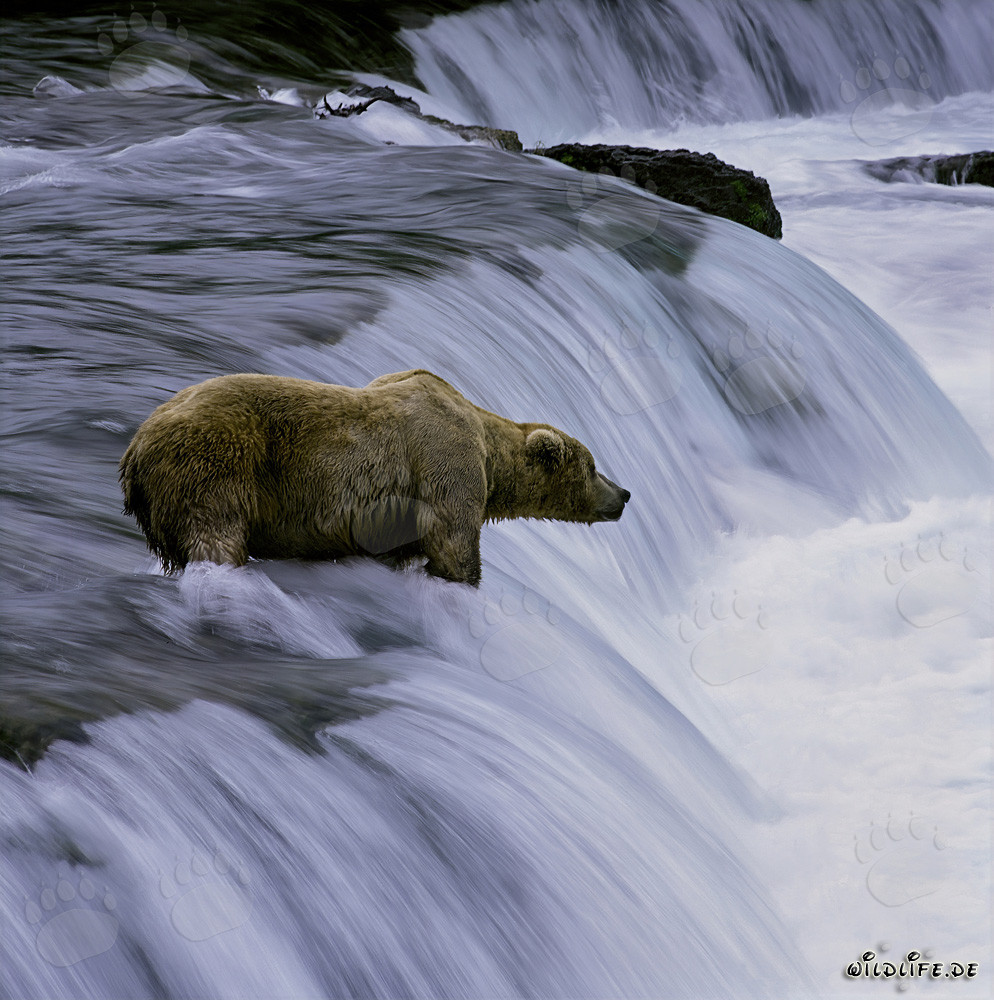 Orso bruno paziente osserva i salmoni saltare alla cascata