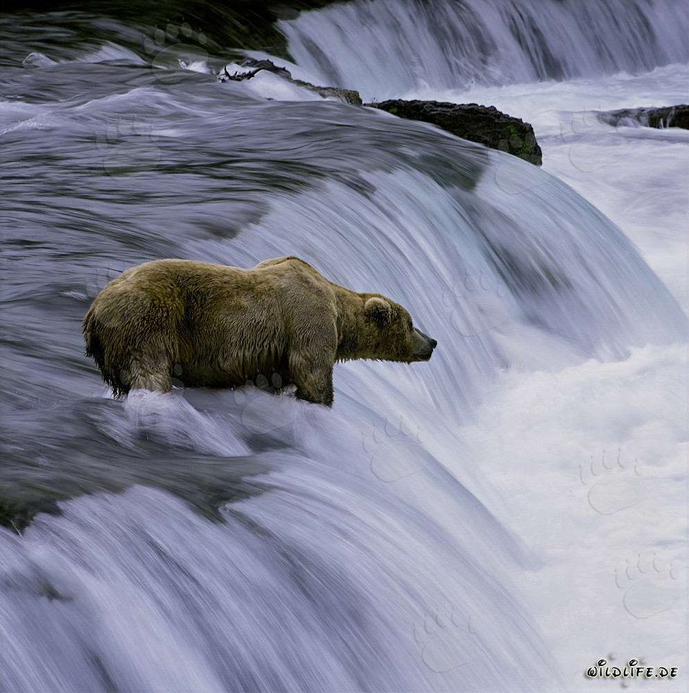 Oso pardo paciente observa los salmones saltando en la cascada