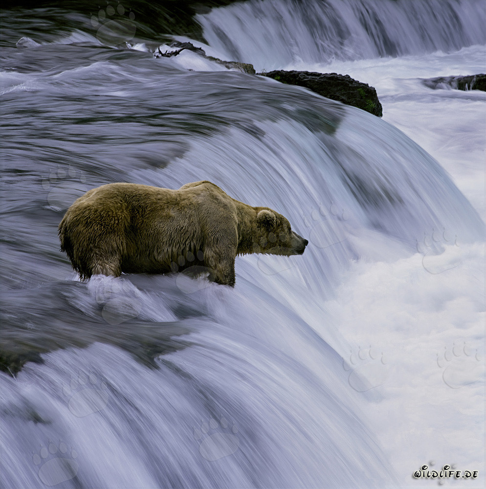 Ours brun patient observe les saumons sauter près de la cascade