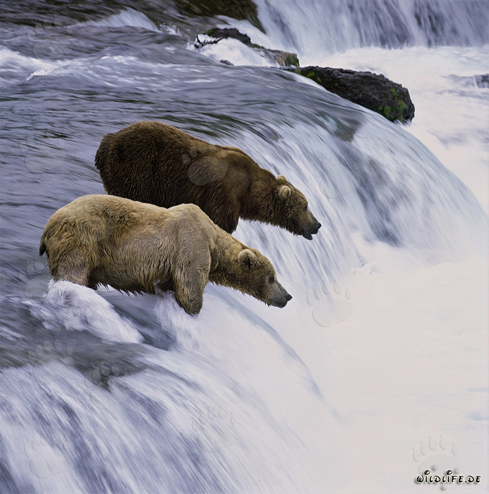 Zwei majestätische Braunbären beobachten die Lachse am beeindruckenden Brooks River Wasserfall in Alaska