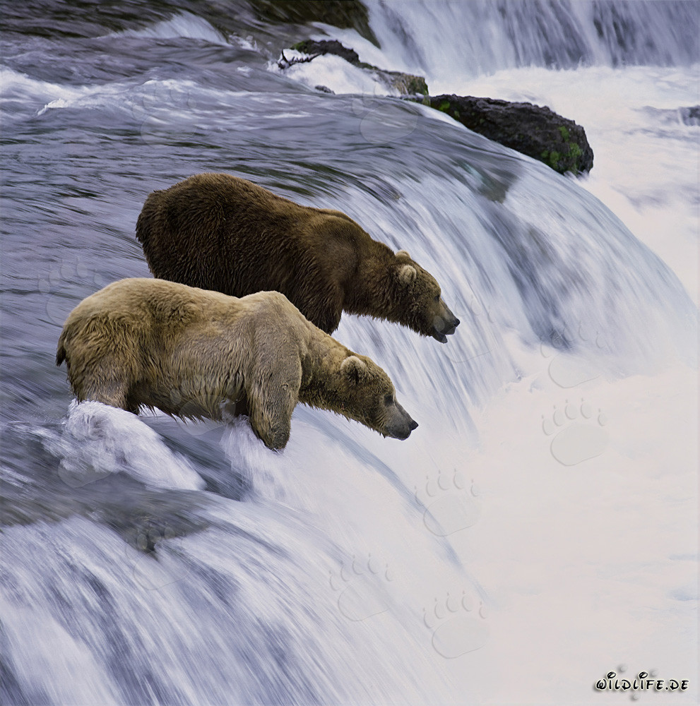 Two majestic brown bears observing the salmon at the impressive Brooks River Waterfall in Alaska